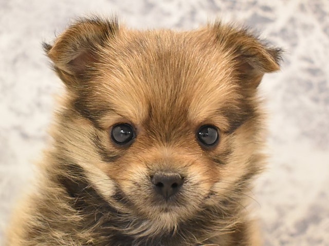 群馬県のハーフ犬 (ペッツワン伊勢崎店/2023年9月23日生まれ/男の子/オレンジセーブル)の子犬